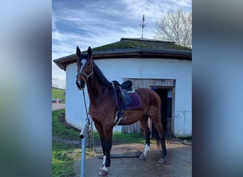 Hessisches warmbloed, Merrie, 16 Jaar, 173 cm, Bruin