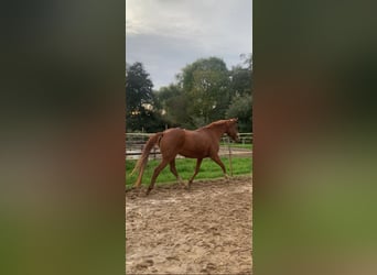 Hessisches warmbloed, Merrie, 19 Jaar, 164 cm, Vos