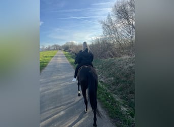 Hessisches warmbloed, Merrie, 19 Jaar, 167 cm, Zwartbruin