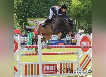 Hessisches warmbloed, Merrie, 21 Jaar, 173 cm, Bruin