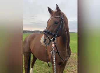 Hessisches Warmblut, Wallach, 18 Jahre, 163 cm, Fuchs