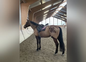 Hessisches warmbloed, Ruin, 22 Jaar, 169 cm, Bruin