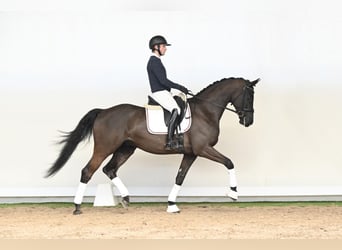 Hessisches Warmblut, Hengst, 6 Jahre, 172 cm, Rappe