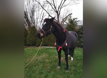 Hessisches Warmblut, Stute, 20 Jahre, 160 cm, Brauner