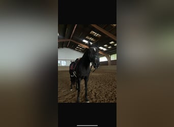 Hessisches Warmblut, Stute, 21 Jahre, 165 cm, Dunkelbrauner