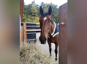Hessisches Warmblut, Stute, 21 Jahre, 178 cm, Dunkelbrauner
