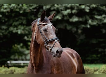 Hessisches Warmblut, Stute, 22 Jahre, 170 cm, Dunkelbrauner