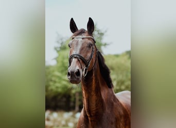 Hessisches Warmblut, Stute, 22 Jahre, 170 cm, Dunkelbrauner