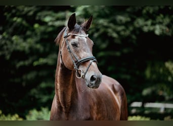 Hessisches Warmblut, Stute, 22 Jahre, 170 cm, Dunkelbrauner