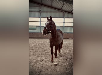 Hessisches Warmblut, Wallach, 19 Jahre, 165 cm, Dunkelfuchs