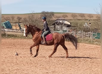 Hessisches Warmblut, Wallach, 21 Jahre, 172 cm, Fuchs
