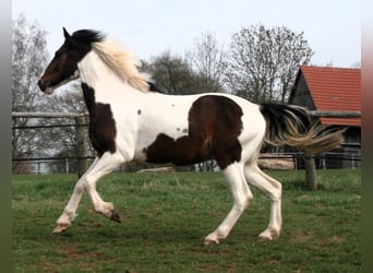 Hessisches Warmblut Mix, Wallach, 22 Jahre, 160 cm, Schecke