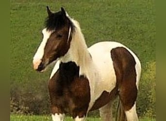 Hessisches Warmblut Mix, Wallach, 22 Jahre, 160 cm, Schecke