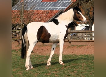 Hessisches Warmblut Mix, Wallach, 22 Jahre, 160 cm, Schecke