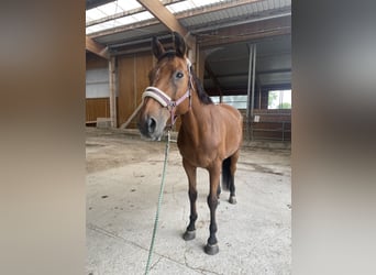 Hessisches Warmblut, Wallach, 22 Jahre, 169 cm, Brauner