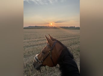 Hessisches Warmblut, Wallach, 22 Jahre, 169 cm, Brauner