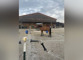 Hessisches Warmblut, Wallach, 22 Jahre, 169 cm, Brauner