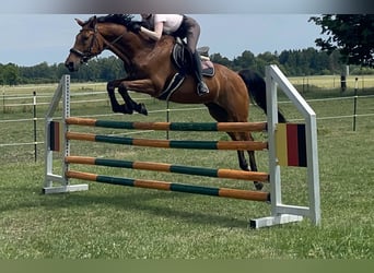 Hessisches Warmblut, Wallach, 22 Jahre, 169 cm, Brauner