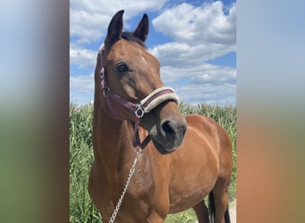 Hessisches Warmblut, Wallach, 22 Jahre, 169 cm, Brauner