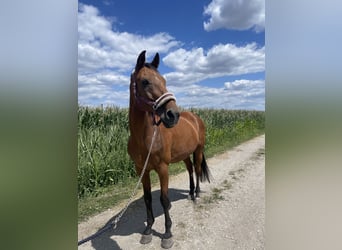 Hessisches Warmblut, Wallach, 22 Jahre, 169 cm, Brauner