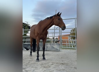 Hessisches Warmblut, Wallach, 22 Jahre, 169 cm, Brauner