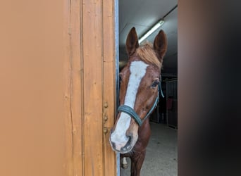 Hessisches Warmblut, Wallach, 22 Jahre, 170 cm, Fuchs
