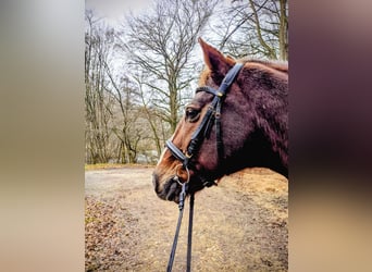 Hessisches Warmblut, Wallach, 23 Jahre, Fuchs