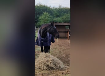 Hessisches Warmblut, Wallach, 29 Jahre, 175 cm, Schwarzbrauner