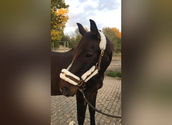 Hessois Sang-Chaud, Hongre, 17 Ans, 162 cm, Bai