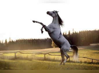 Arabian horses, Stallion, 9 years, 14,3 hh, Grey