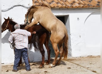 PRE, Étalon, 3 Ans, 162 cm, Perle