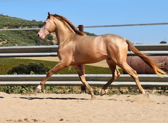 PRE, Étalon, 3 Ans, 162 cm, Perle