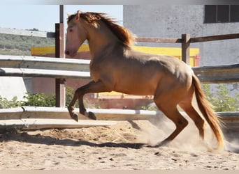 PRE, Étalon, 3 Ans, 162 cm, Perle