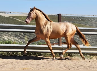 PRE, Étalon, 3 Ans, 162 cm, Perle