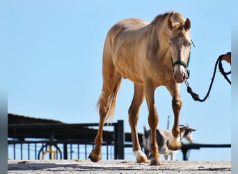 PRE, Hengst, 3 Jahre, 161 cm, Pearl