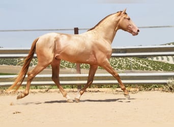 PRE, Hengst, 4 Jahre, 163 cm, Pearl