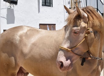 PRE, Semental, 3 años, 161 cm, Perla