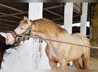 PRE, Semental, 3 años, 161 cm, Perla