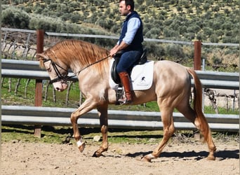 PRE, Stallion, 5 years, 16 hh, Pearl