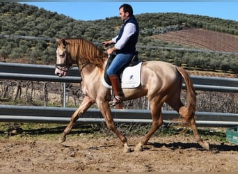 PRE, Stallion, 5 years, 16 hh, Pearl