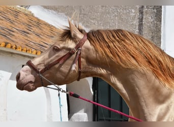 PRE, Stallion, 5 years, 16 hh, Pearl