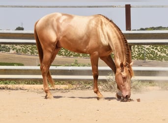 PRE, Stallion, 4 years, 16 hh, Pearl