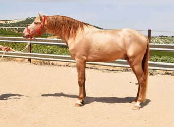 PRE, Stallion, 4 years, 16 hh, Pearl