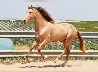 PRE, Stallion, 4 years, 16 hh, Pearl