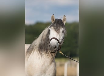 Highland, Castrone, 11 Anni, 147 cm, Falbo baio