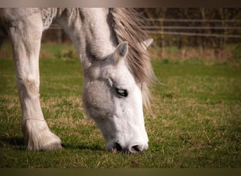 Highland, Giumenta, 21 Anni, 133 cm, Grigio