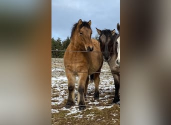 Highland Pony, Hengst, 1 Jahr, 146 cm