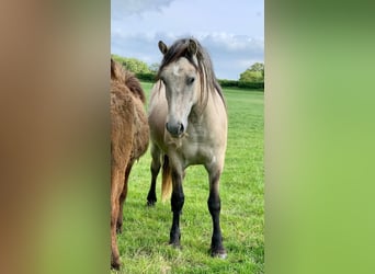 Highland Pony, Hengst, 2 Jahre, 140 cm, Braunfalbschimmel