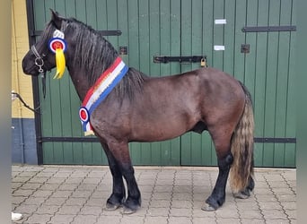 Highland Pony, Hengst, 3 Jaar, 141 cm, kan schimmel zijn