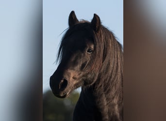 Highland Pony, Hengst, 3 Jaar, 141 cm, kan schimmel zijn